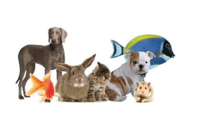 Akide Pet Shop